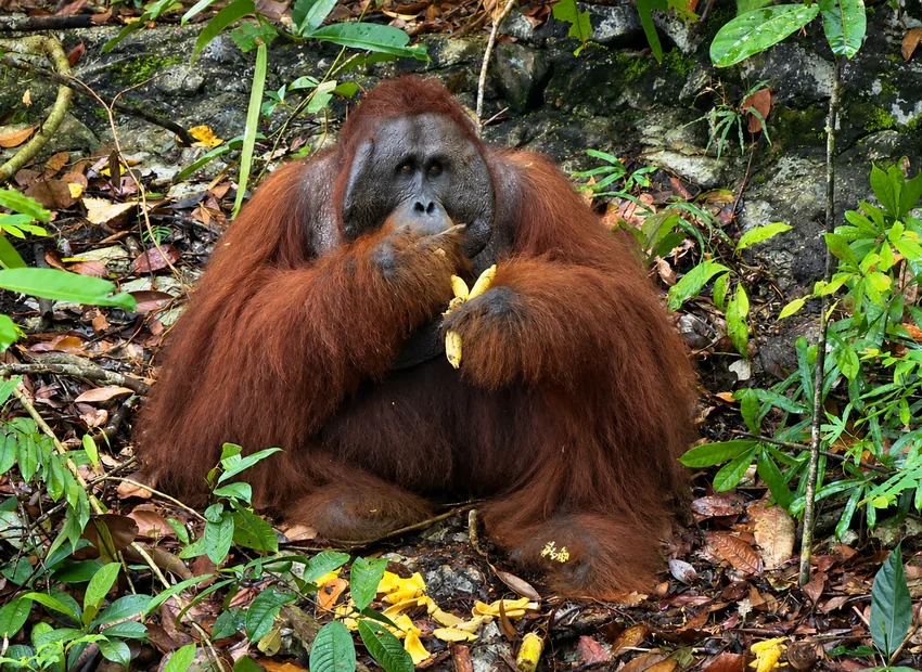 Orang utan jantan makan pisang di lantai hutan